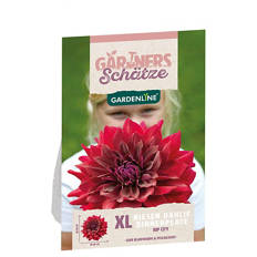 Dahlien Dinnerplate XL, Rip City