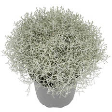 Calostephalus