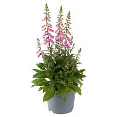 Stauden Digitalis Pink Panther