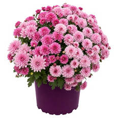 Chrysanthemen Duo, Pink-Rosa