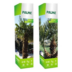 Palma