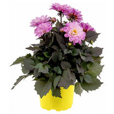 Sommerpflanzen, Dahlien, Rosa