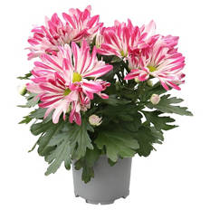 Chrysanthemen, Carousel Splash