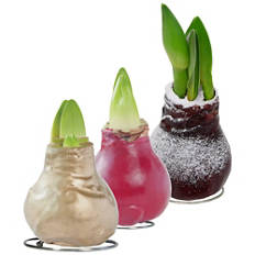 Amaryllis in bulbi di cera