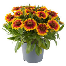 Stauden Gaillardia Guapa
