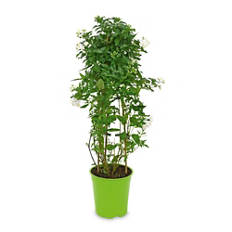 Assortiment de plantes avec tuteur, solanum, tuteur
