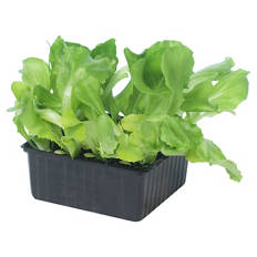 Sommerbeetgemüse, Eissalat