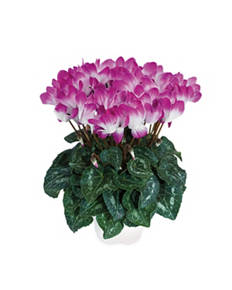 Irish Cyclamen Indiaka