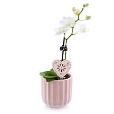 Mini orhideja