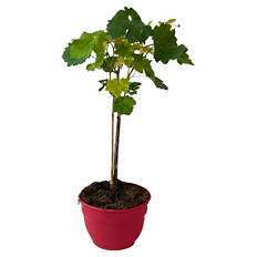 Fruchtgehölze Schalen - Vitis