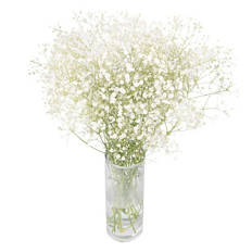 British Gypsophila