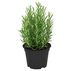 Italienischer Kräuter-Mix, Rosmarin