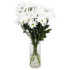 White Chrysanthemums