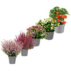 Plante d’automne