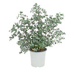 Eucalyptus
