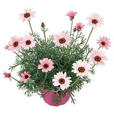 Spring Pink Mix, Marokko-Margerite