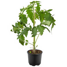 Plants de tomates, tomate charnue