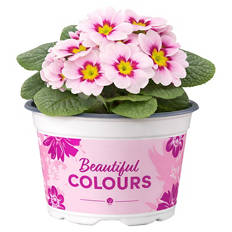 Primeln Sondersorten, Tiara