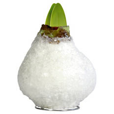 Amaryllis in Wachs, Weiß mit Schnee
