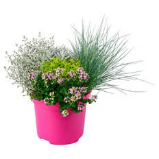 Sommer-Pflanzen, Colour- Trio