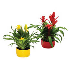 Bromelija trio