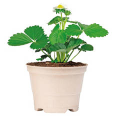 Pflanzenstarter im kompostierbaren Topf, Erdbeere