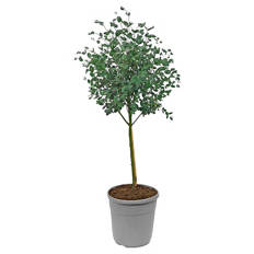 Eukalyptus Stämmchen