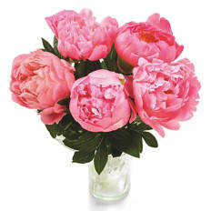 Peonies