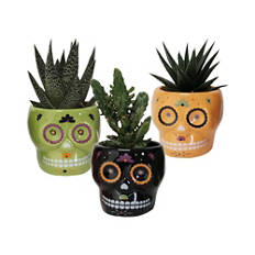 Succulente a tema Halloween