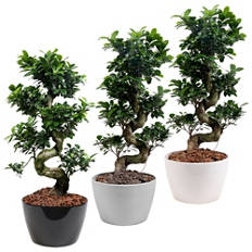 Bonsai Ficus microcarpa