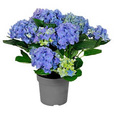 Hortensien-Busch, Blau