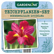 Teichpflanze, Schwertlilie Louisiana
