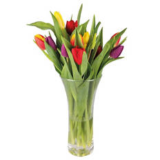 Rainbow Tulips