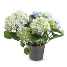 Hortensia, bleu/mauve