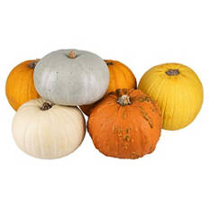 Novelty Pumpkin