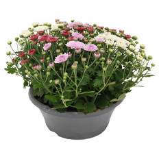 Chrysanthemen Schale