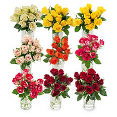Roses 40 cm Fairtrade