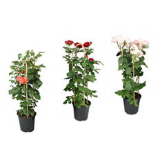 Roses Summerville T19