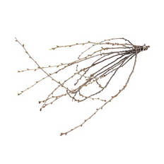 Frühlingsmix, Kirsche