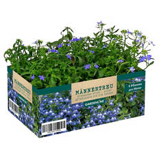 Balkon- und Kübelpflanzen, Lobelia Mix