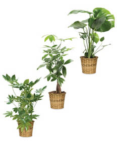 Foliage Basket