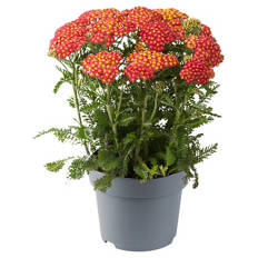 Stauden Achillea Milly Rock