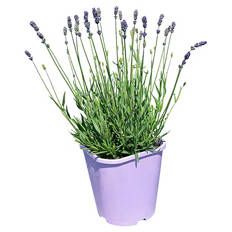Lavendel Essence