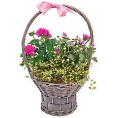 Piante/cestini esclusivi, Festa della mamma, cesto