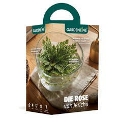 Rose von Jericho