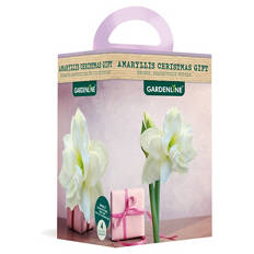 Amaryllis