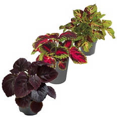 Coleus