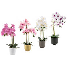 Orchidee realistica