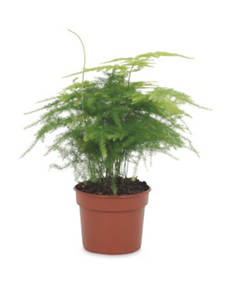 9cm Easy Care Plants