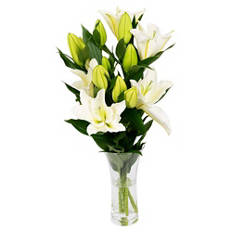 Oriental Lily